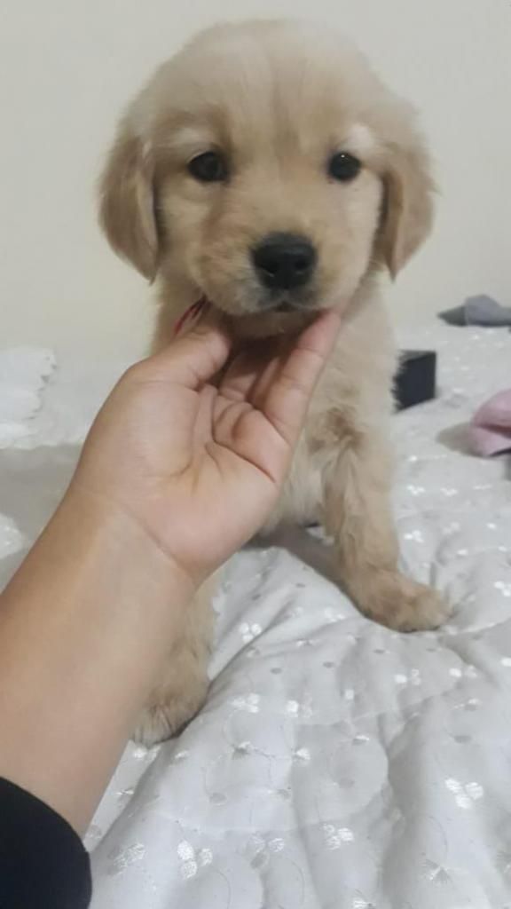 Vendo Golden retriever - Hembra