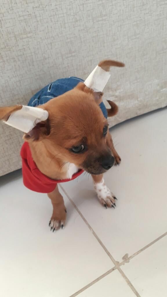 Vendo Mi Hermosa Chihuahua