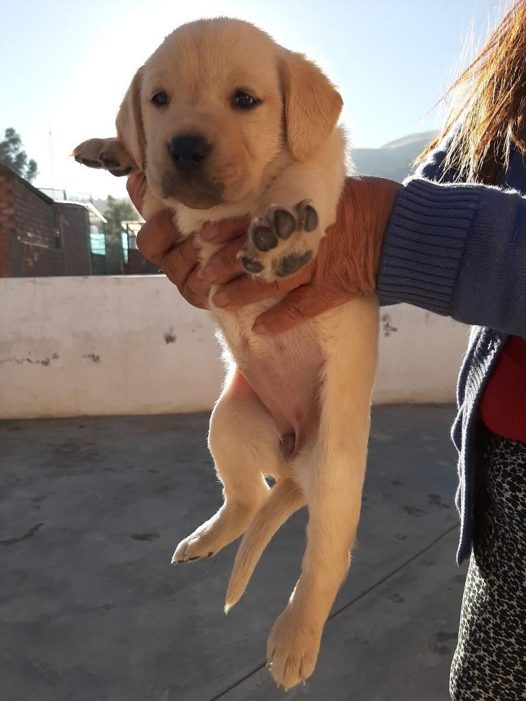 Vendo Perros Labradores