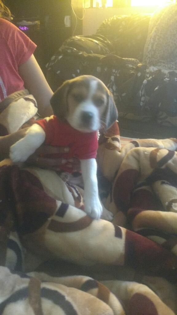 Venta de Cachorros Beagle Tricolor