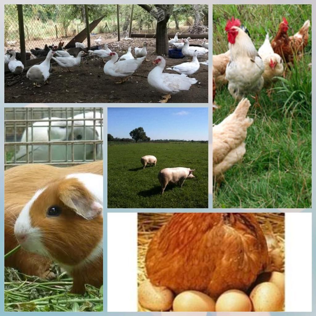 Venta de Cuyes,patos, Chancho,gallinas