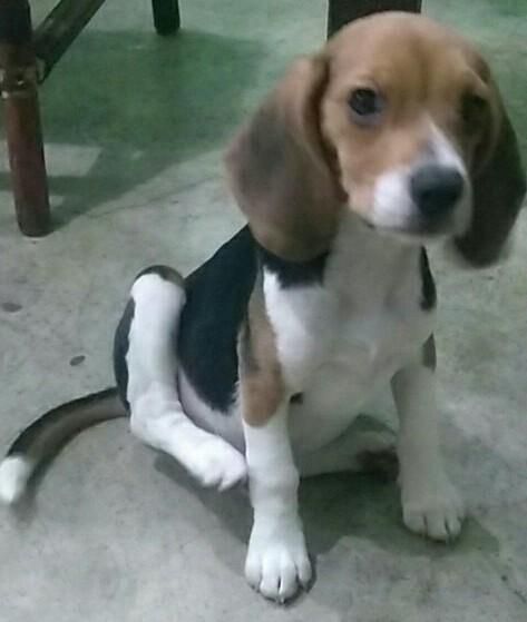 beagle hembra de 3 meses