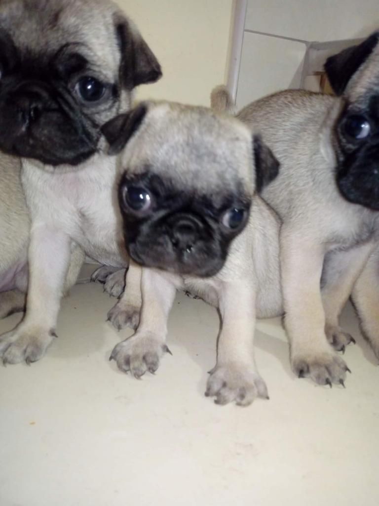 cachorros pug canino