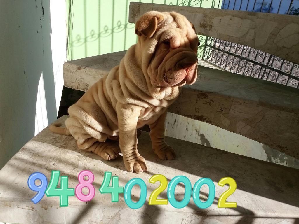  cel BB SHARPEI