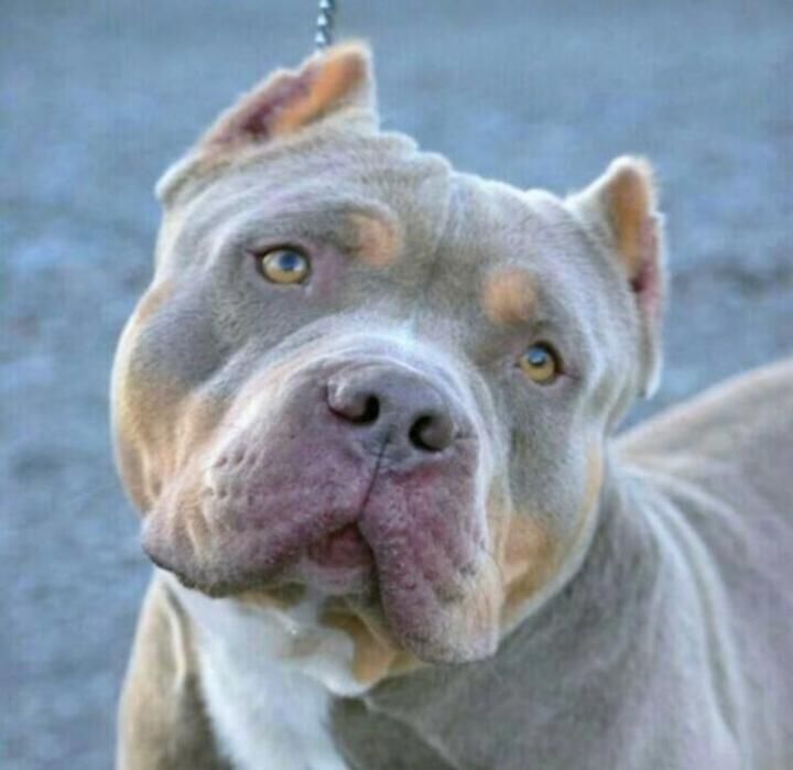se vende american bully