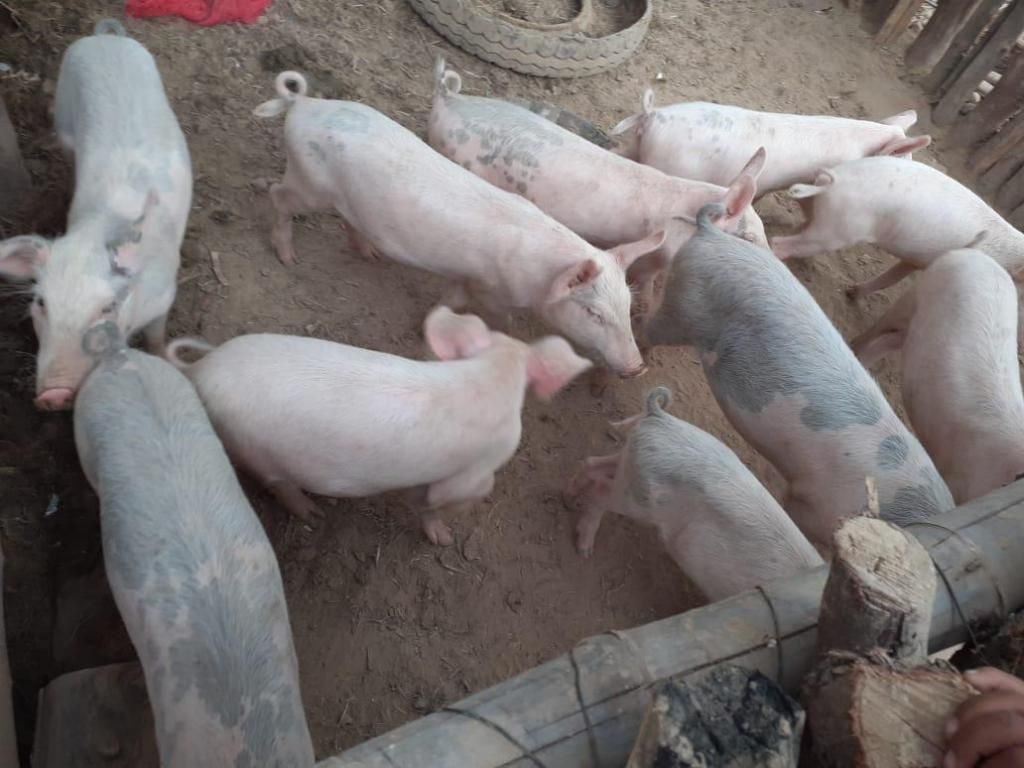 vendo cerdos raza Pietrain - Piura