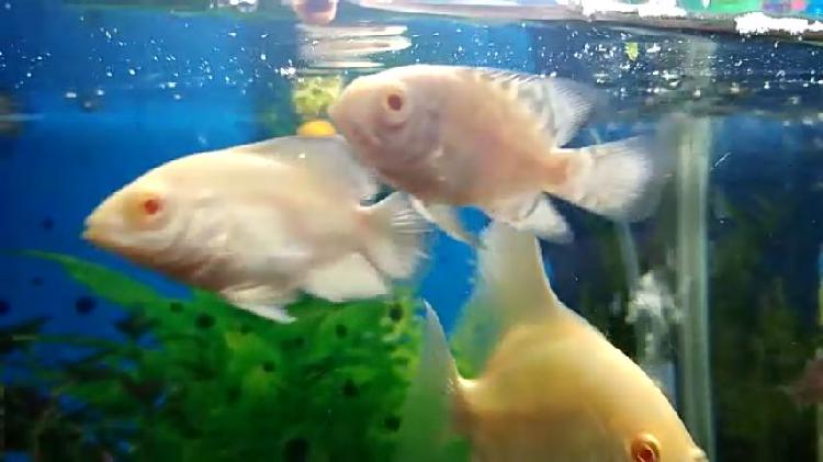 Vendo peces oscar albinos