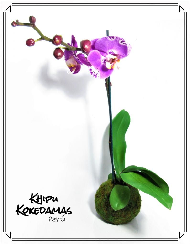 Kokedama Orquidea Phalaenopsis Para Regalo