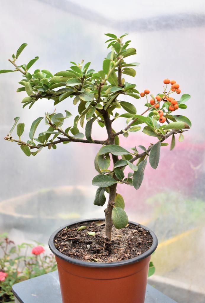 Pre Bonsai Pyracantha Piracanta Planta Arbol