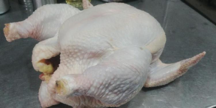 VENTA DE GALLINA DOBLE PECHUGA PARA NEGOCIOS