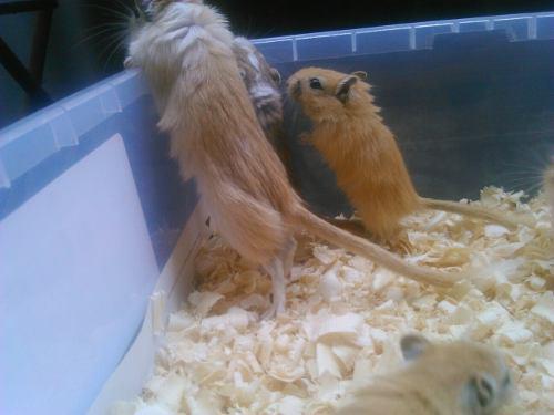 Jerbos Roedores Mascota Hamster