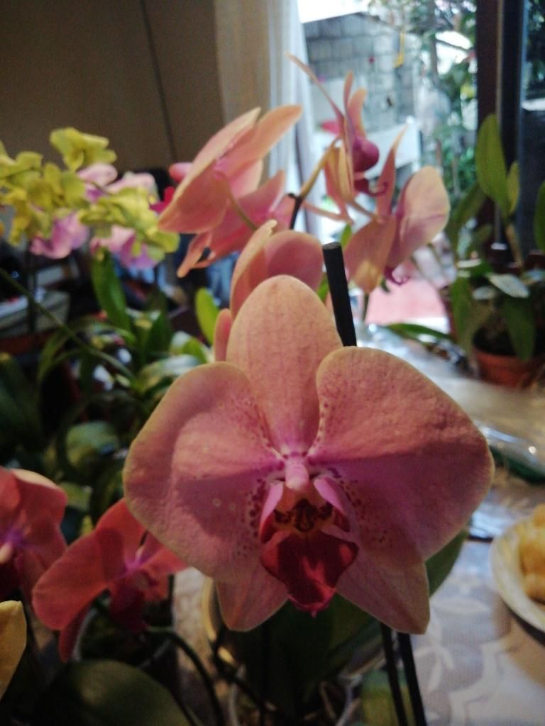 Venta de Plantas Orquídeas para Regalo