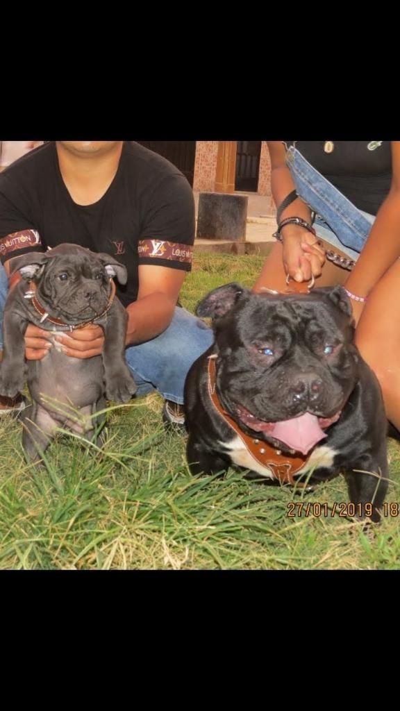 American Bully Monta a Fusion, Pitbull