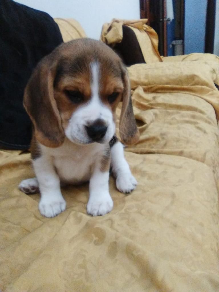 Beagles Tricolor Cachorros