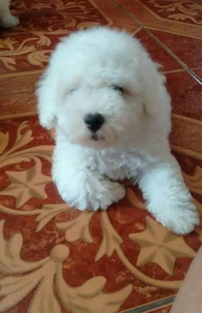 Bellos Bichon Frise