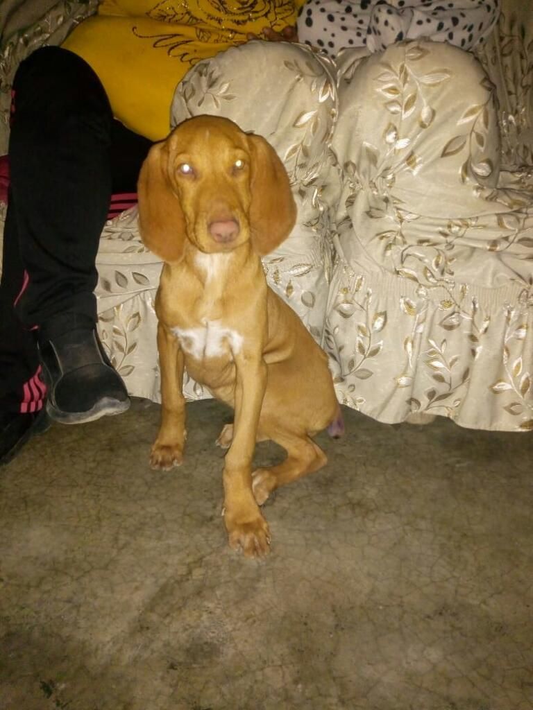 Braco Vizla