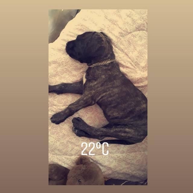 CACHORRA PRESA CANARIO DE 3 MESES