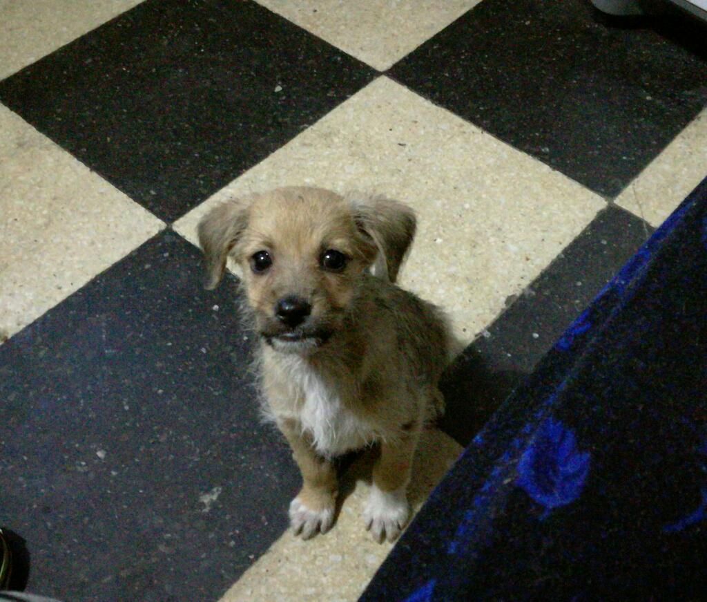 Cachorra en Adopción