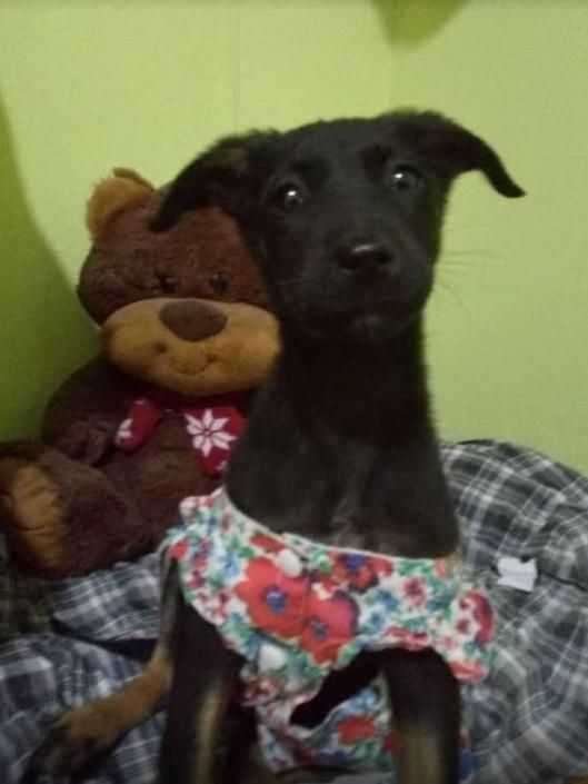 Cachorra en adopción