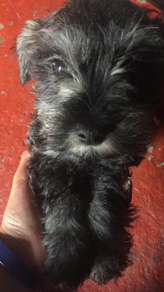 Cachorritos Schnauzer Mini