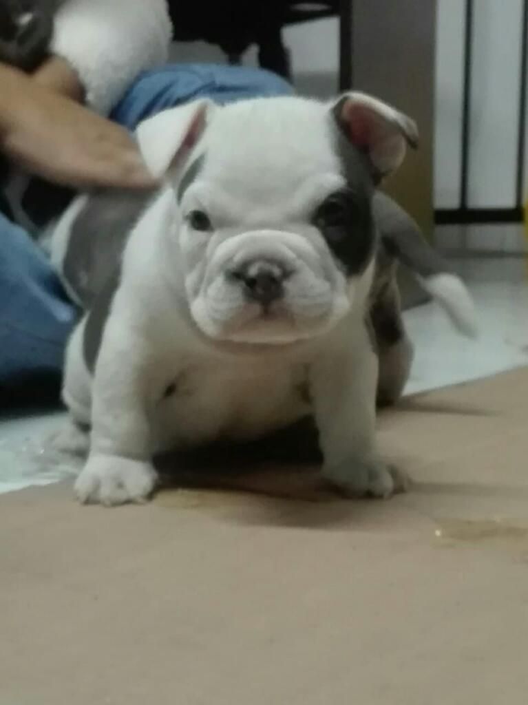 Cachorro Bully Exotic