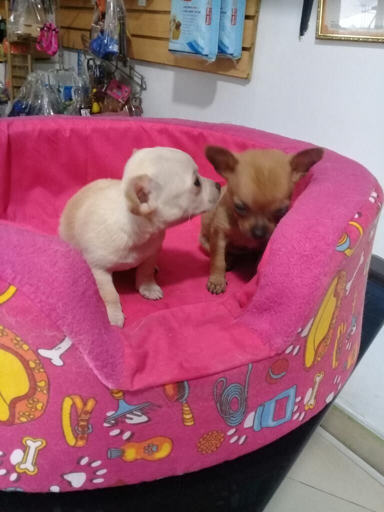 Cachorro Chihuahua Toy