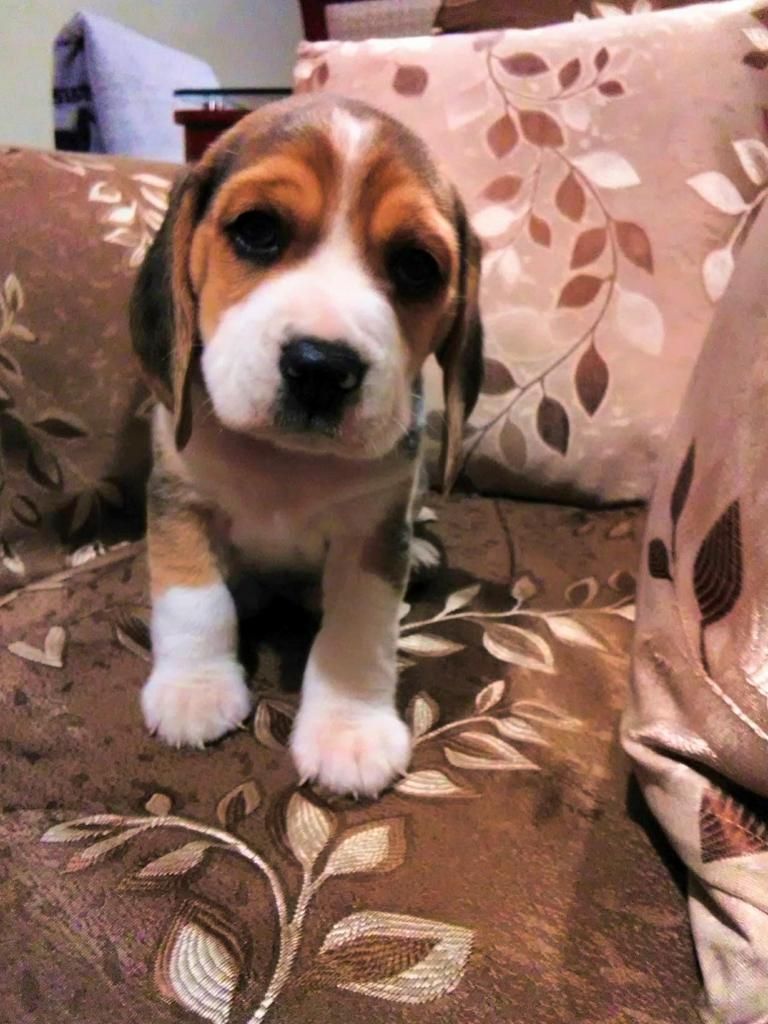 Cachorros Beagle de raza pura. Blanco beige y tricolor