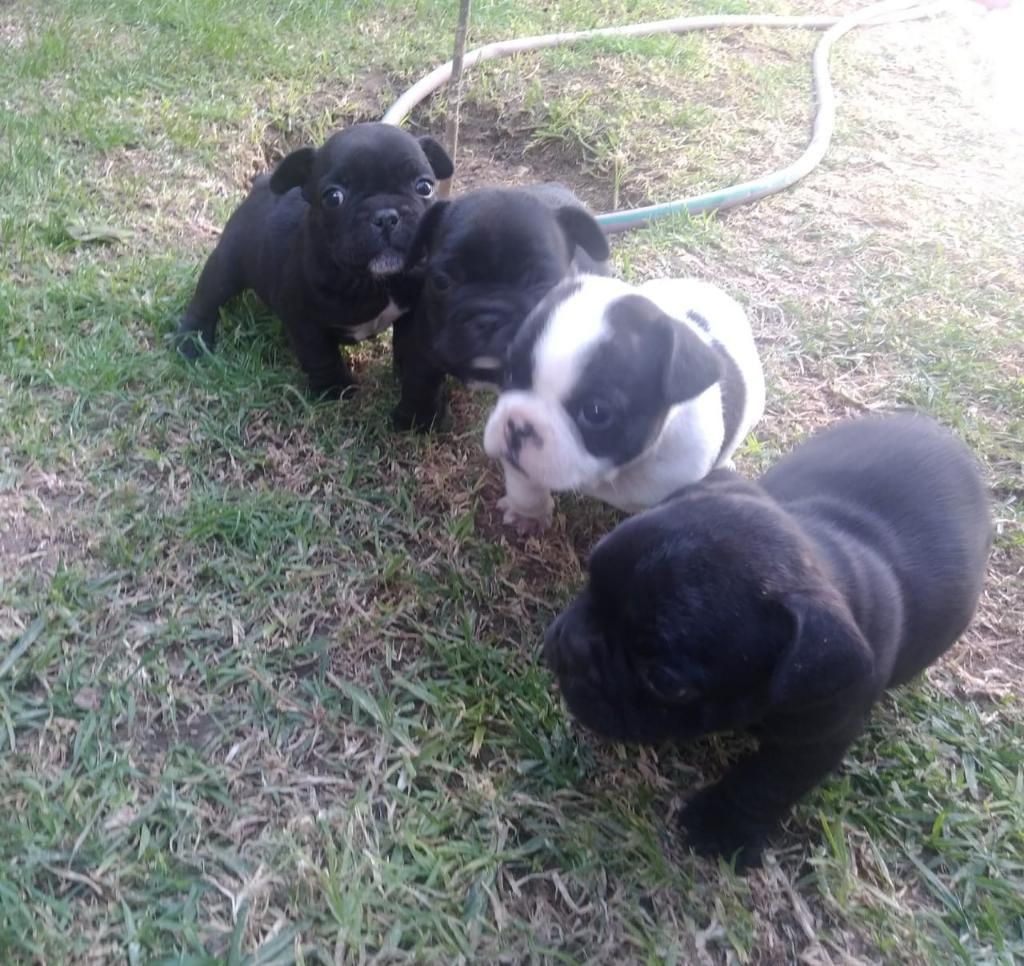 Cachorros Bull Dog Frances