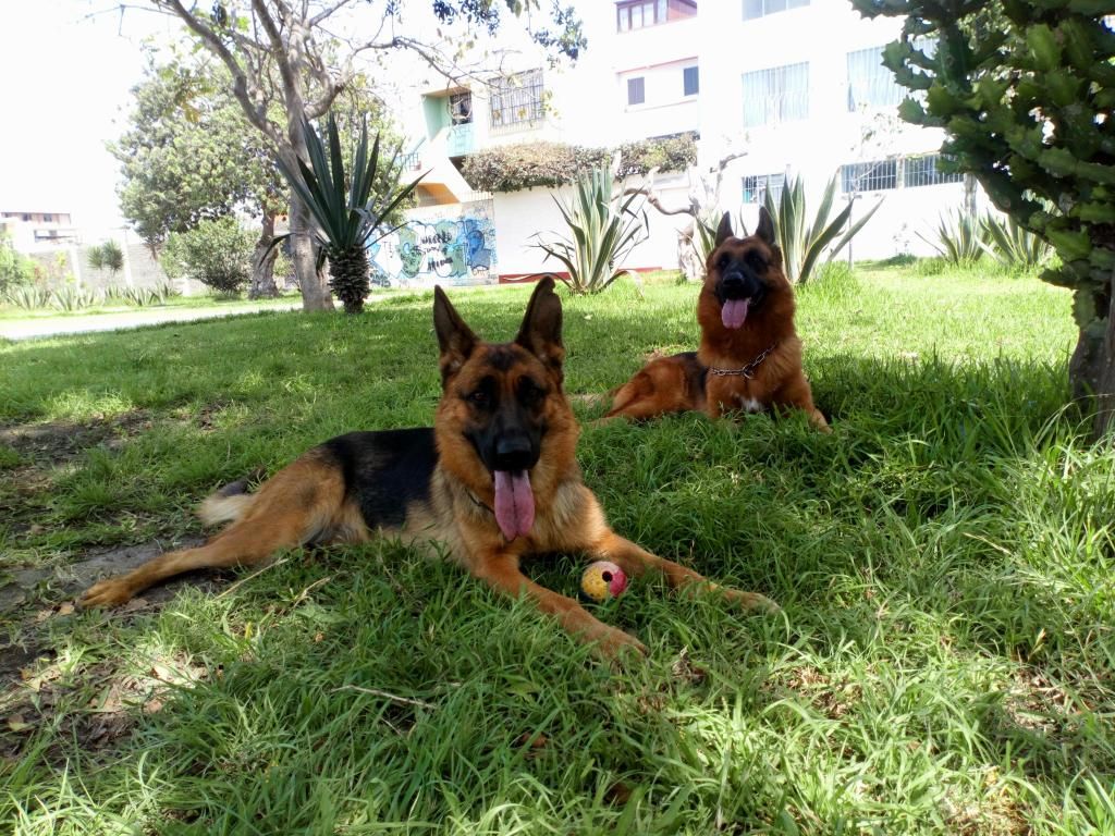 Cachorros Pastores Alemanes Full pedigree