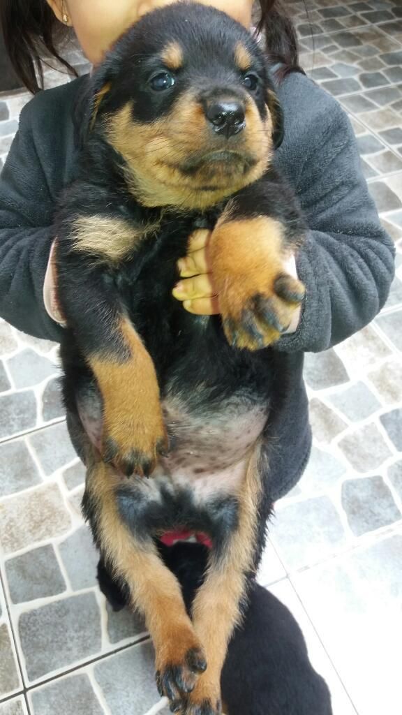 Cachorros Rottweiler