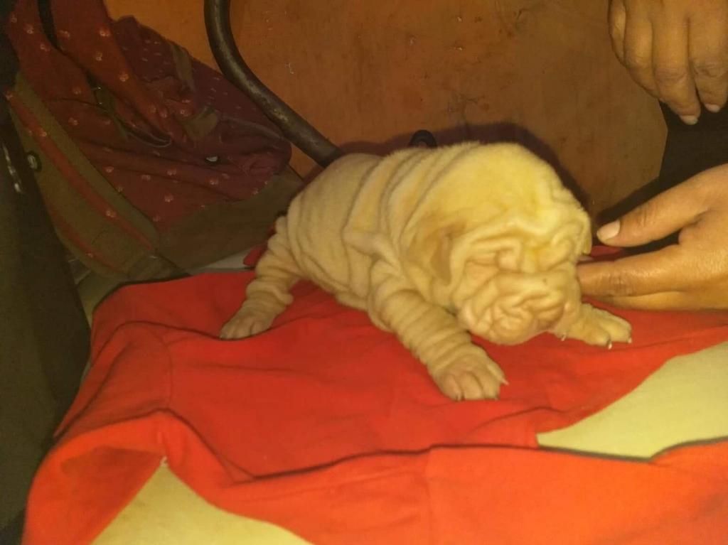 Cachorros Sharpei