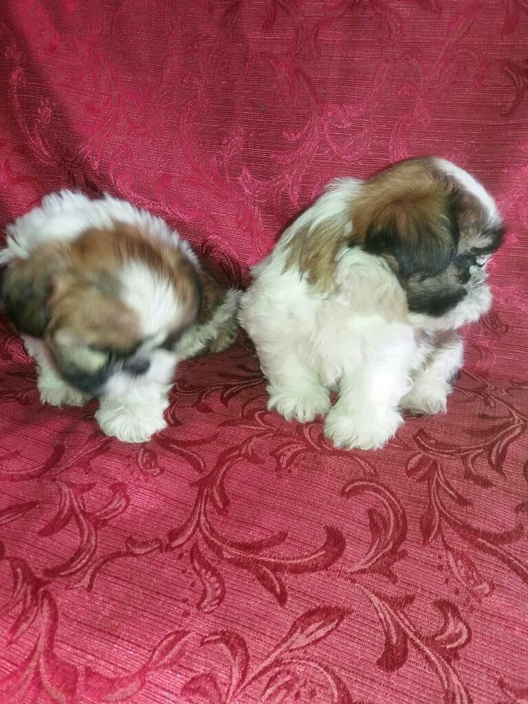 Cachorros Shih Tzu Miniatura 350