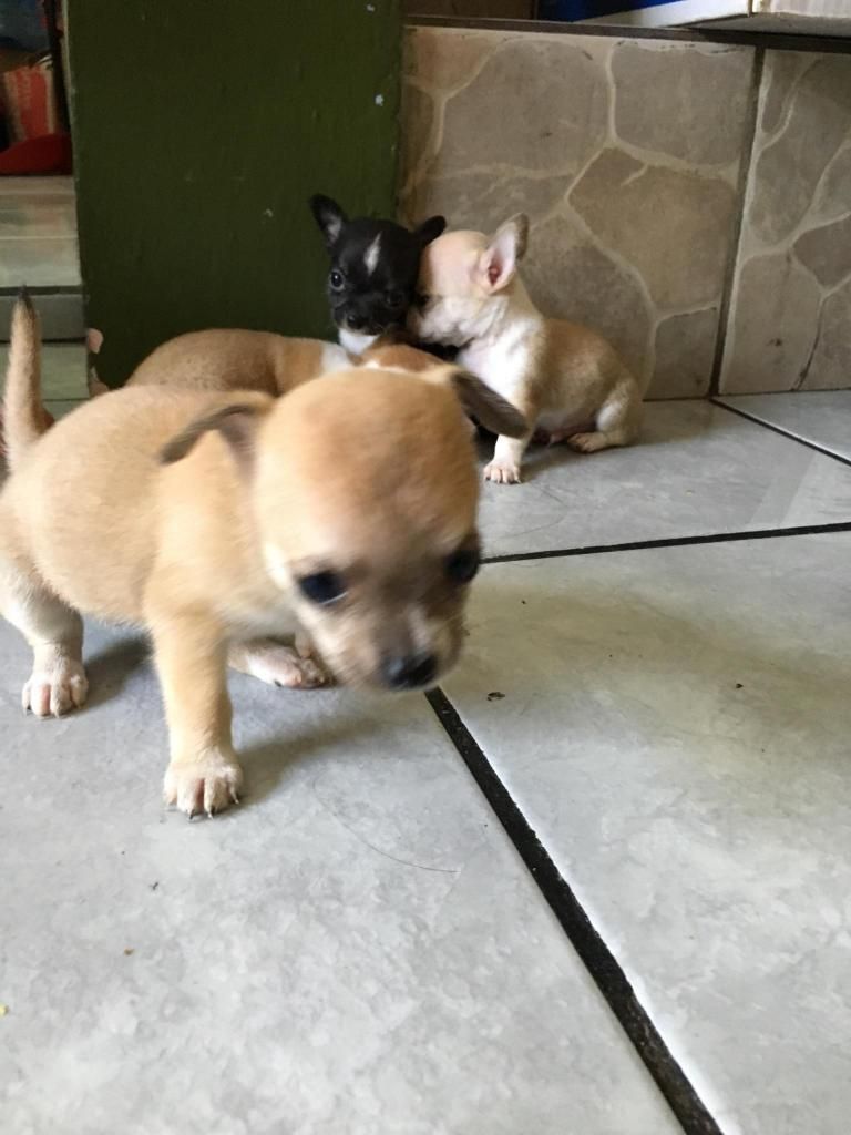 Chihuahua Míni Toy Pequeñitos