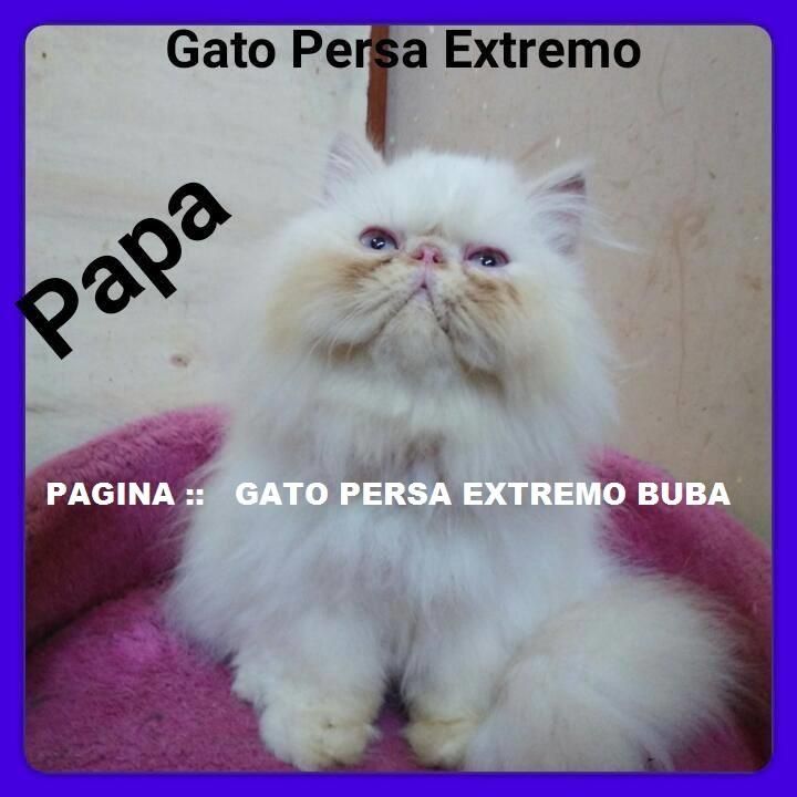 Gato Persa Extremo Brinda Servicio De Monta::::::::::::LINEA