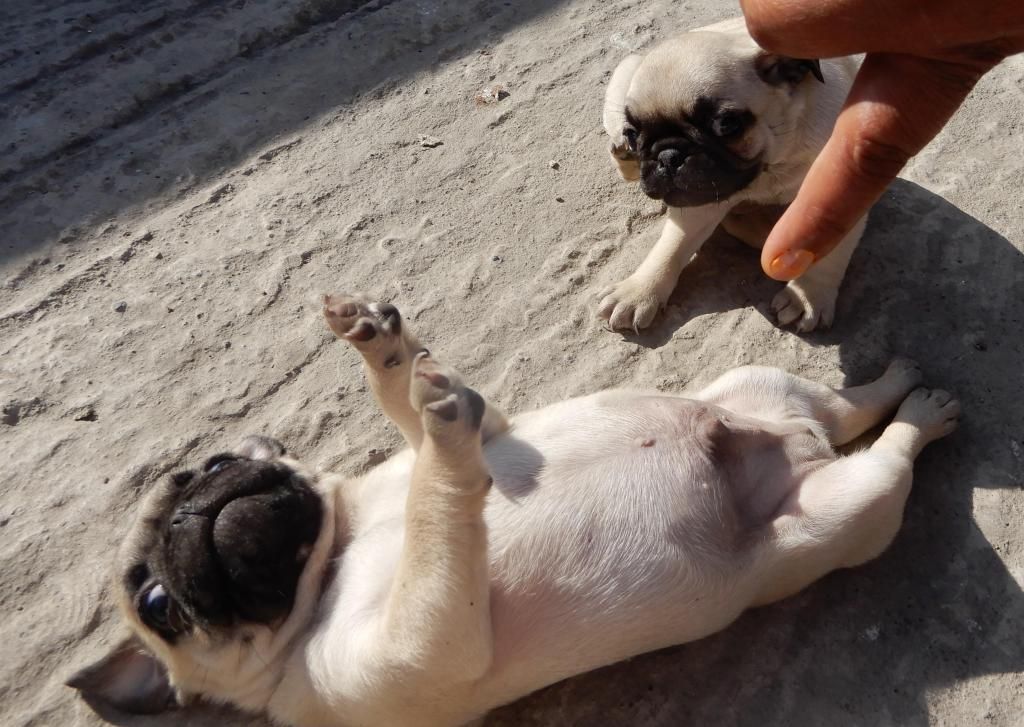 HERMOSOS PUG CARLINOS