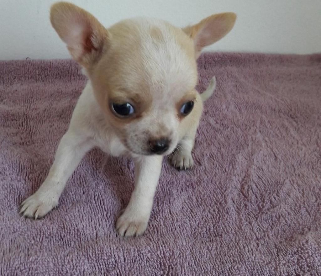 Hembra Chihuahua mini Vendo S/ Ocasion