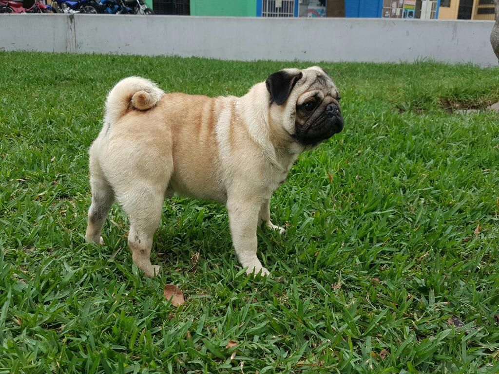 Padrillo Pug