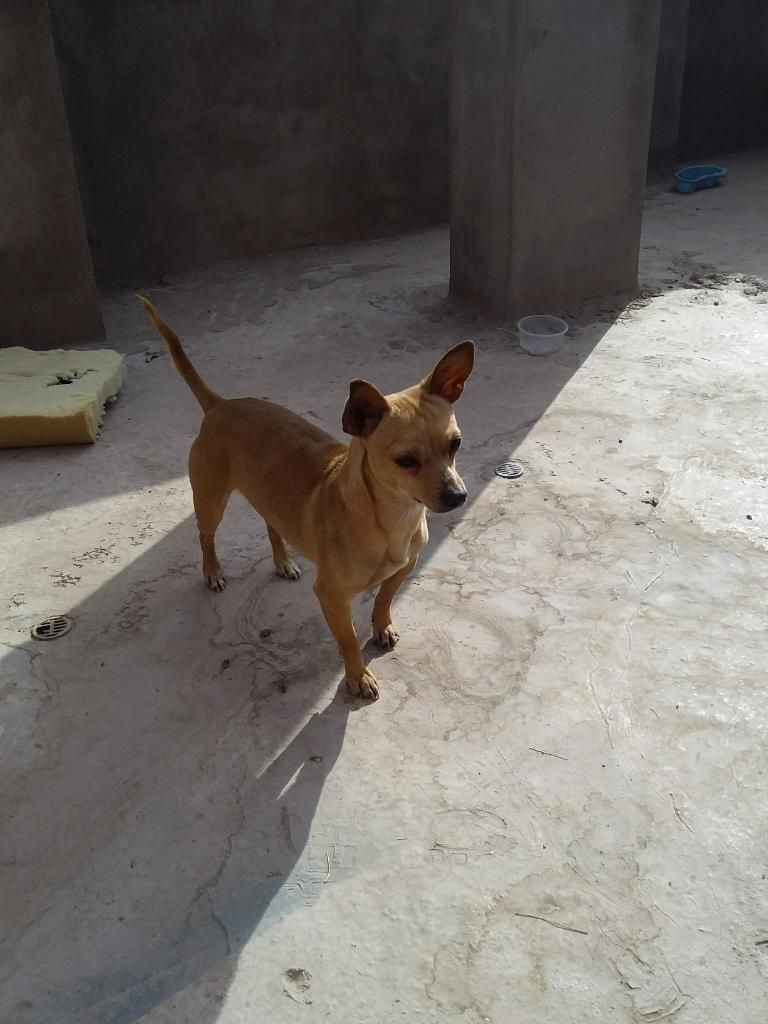 Perrito para Monta Chihuahua