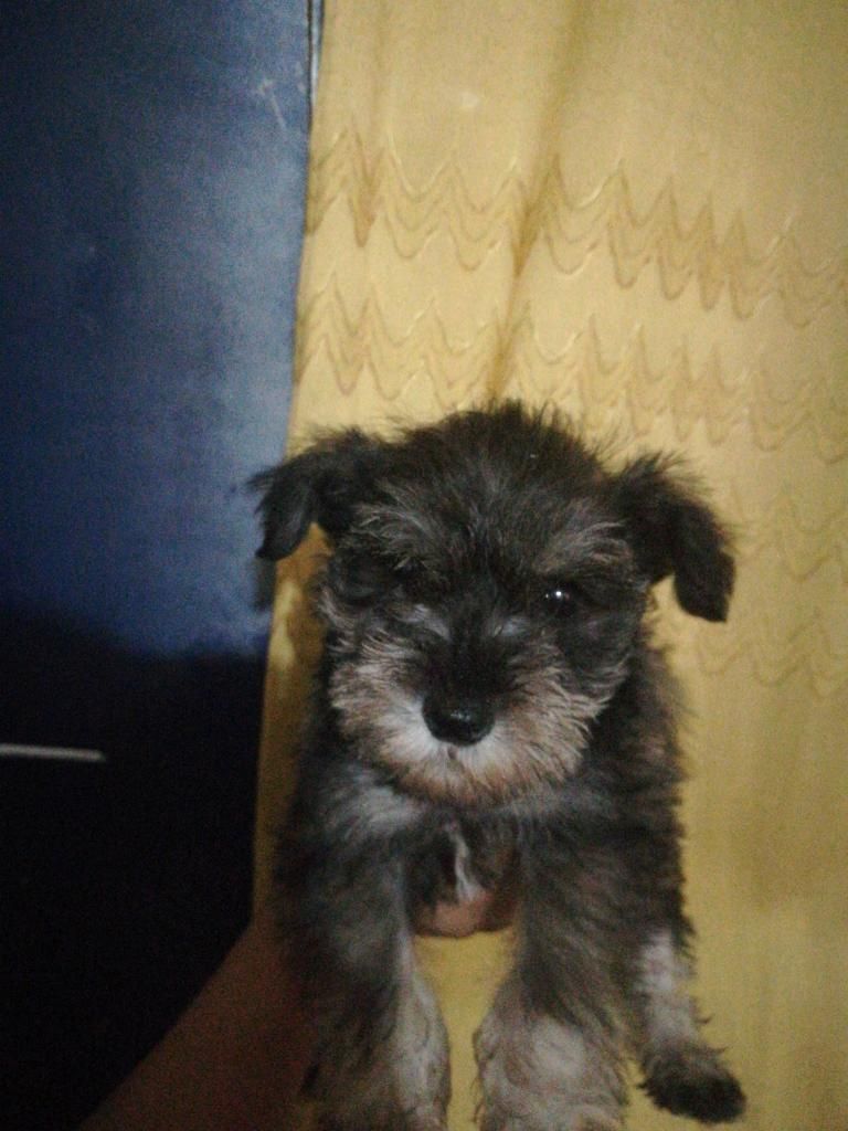 Perros Schnauzer