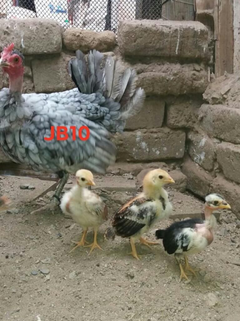 Pollos Y Gallinas