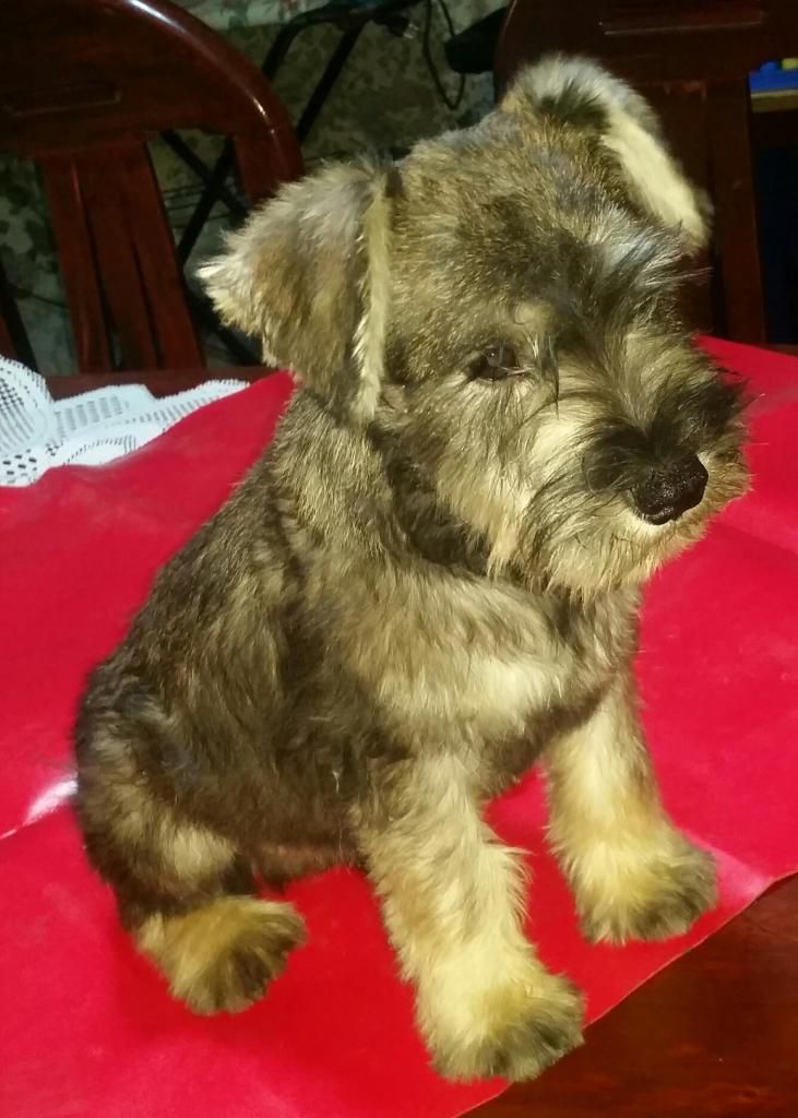 SCHNAUZER TOY HEMBRA DE PURA RAZA  PADRES BIGOTONES