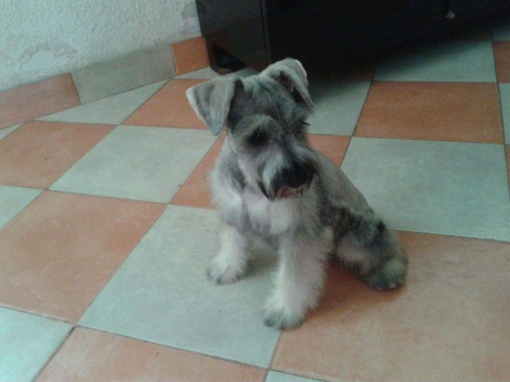 Schnauzer