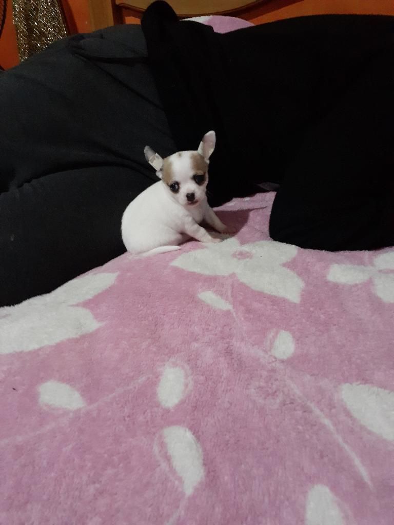 Se Venden Perritos Chihuahuas