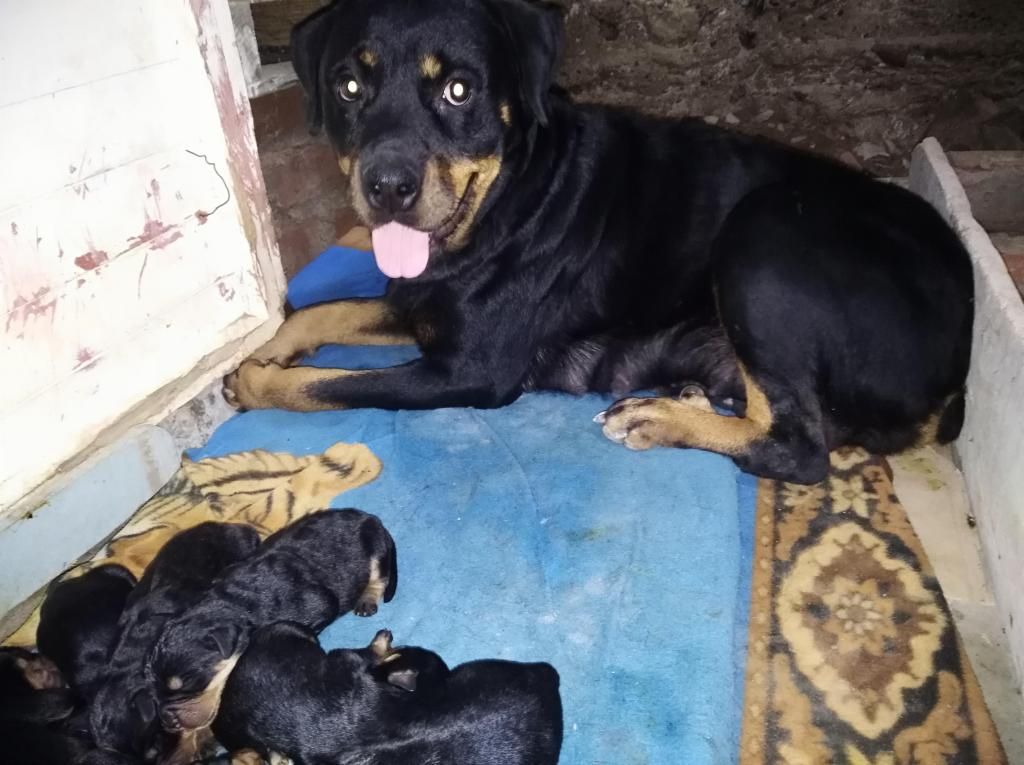 VENTA DE CACHORROS ROTTWEILER