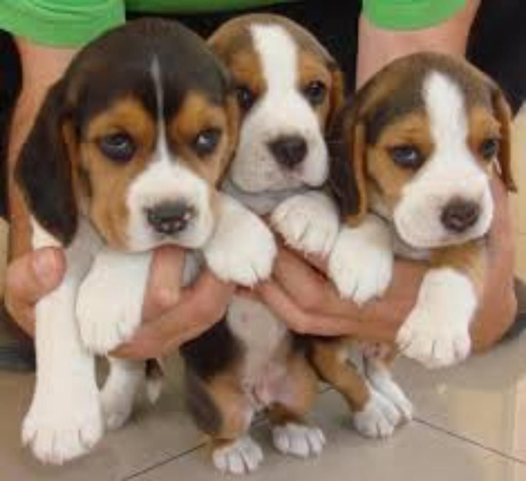 Vendo Beagles Tricolor