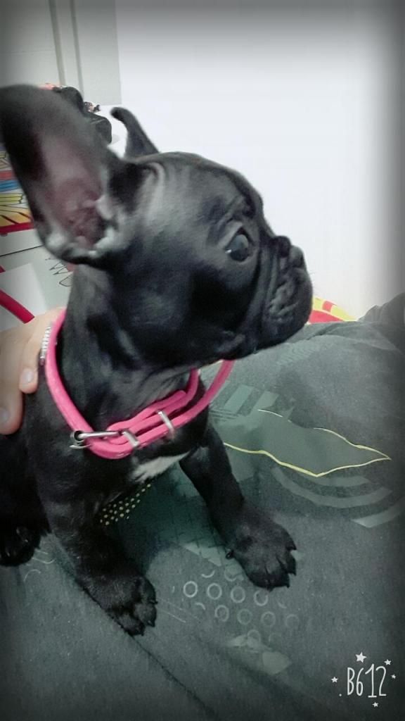 Vendo Bulldog frances