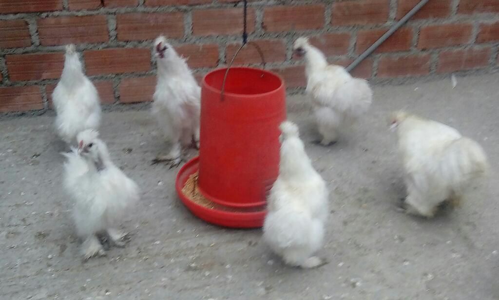 Vendo Gallina Japonesa