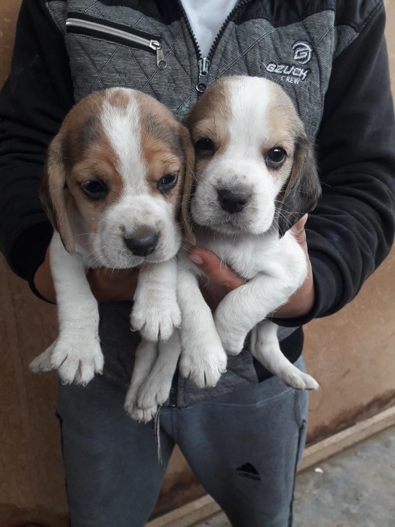 Vendo Hermosos Cachorros Beagle
