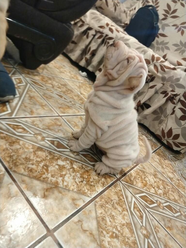 Vendo Hermosos Cachorros Sharpei