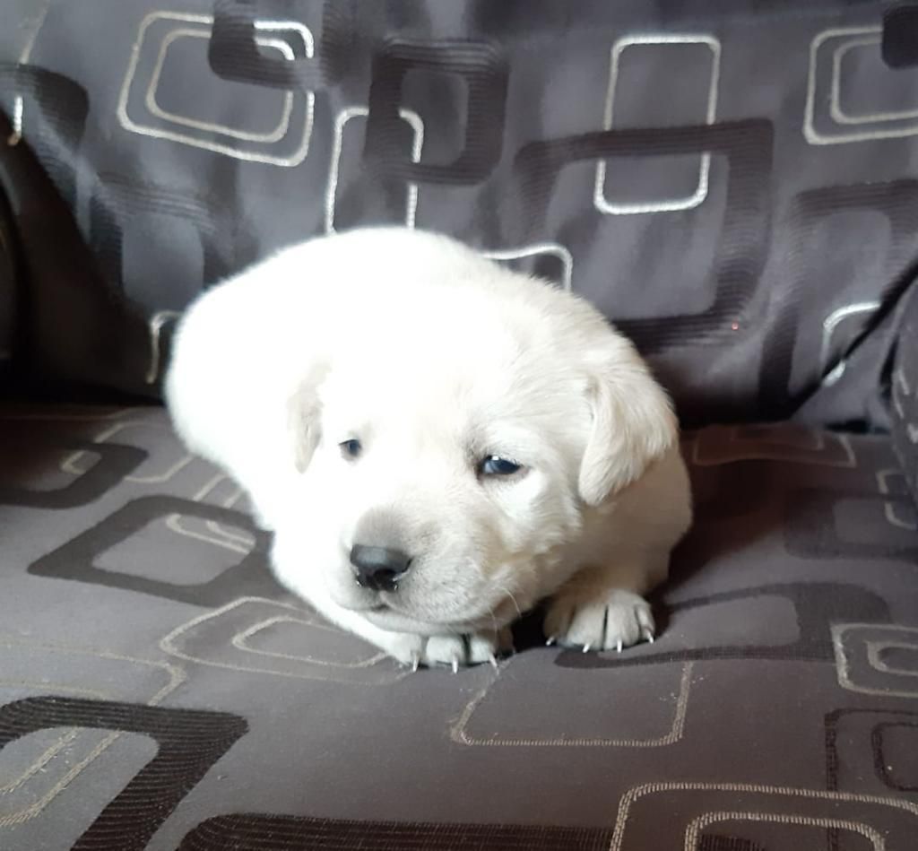 Vendo Hermosos Perros Labrador